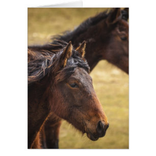 Chevaux côte à côte