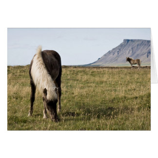 Chevaux dans le Baleine-fjord