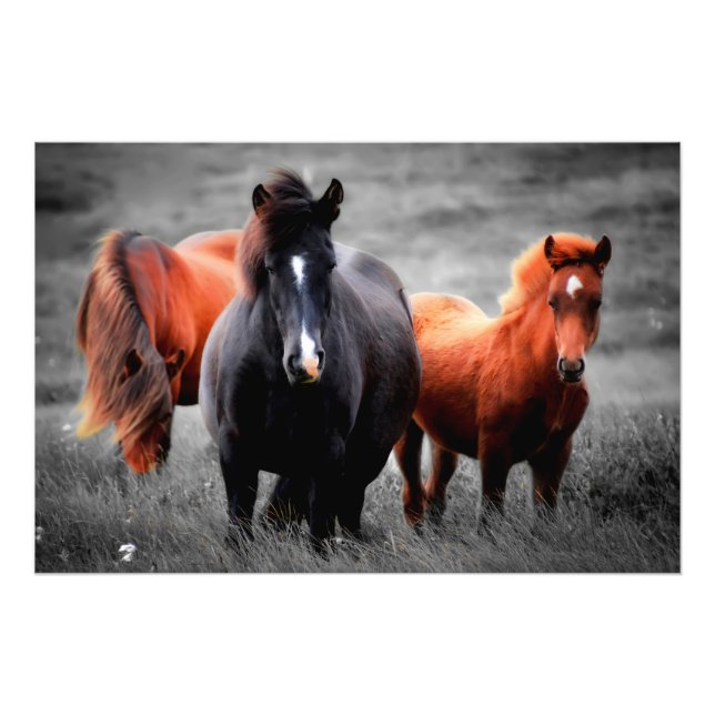 Chevaux Dans Le Champ Partiel Photographie Couleur (Devant)