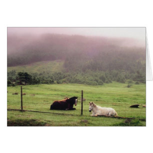 Chevaux de pâturage reposants