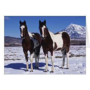 Chevaux de peinture debout dans la neige