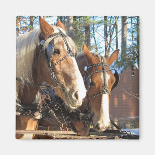 Chevaux d'hiver Sturbridge Village Magnet