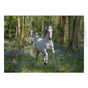 Chevaux d'imaginaire : Bois de jacinthe des bois