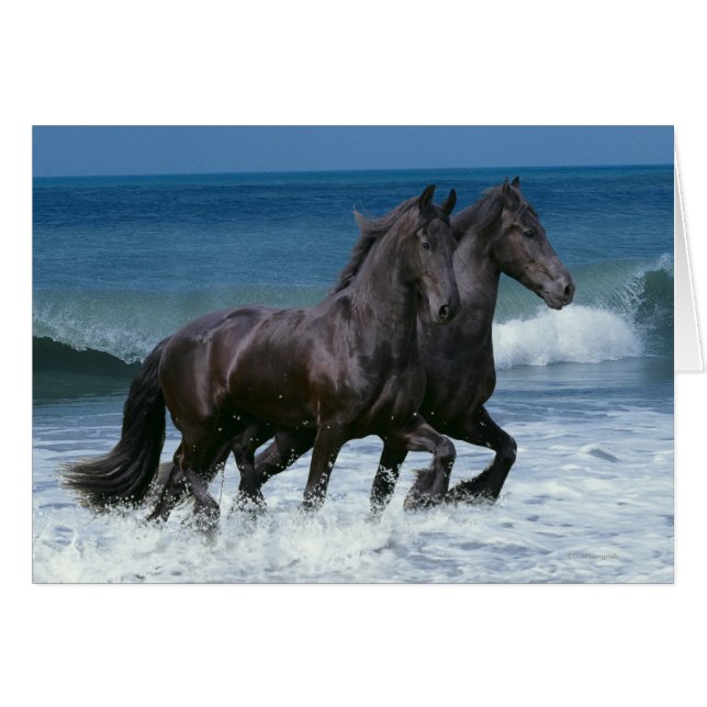 Chevaux d'Imaginaire : Friesians & Sea (Devant horizontal)