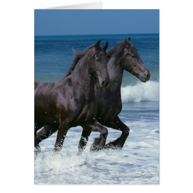 Chevaux d'Imaginaire : Friesians & Sea (Devant)