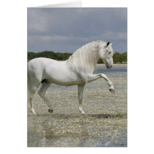 Chevaux d'imaginaire : Seigneur du lac