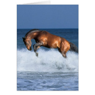 Chevaux d'imaginaire : Selle Francais et mer