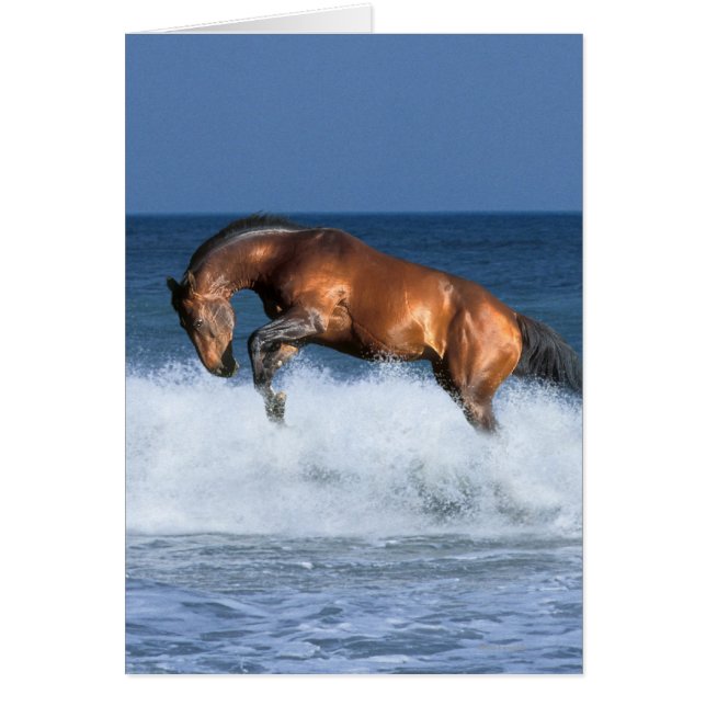 Chevaux d'Imaginaire : Selle Francais & Mer (Devant)