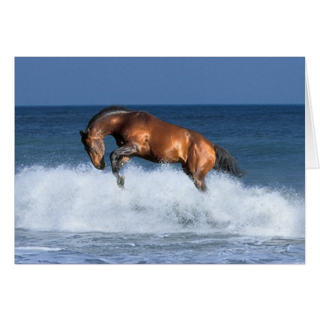 Chevaux d'Imaginaire : Selle Francais & Mer (Devant horizontal)