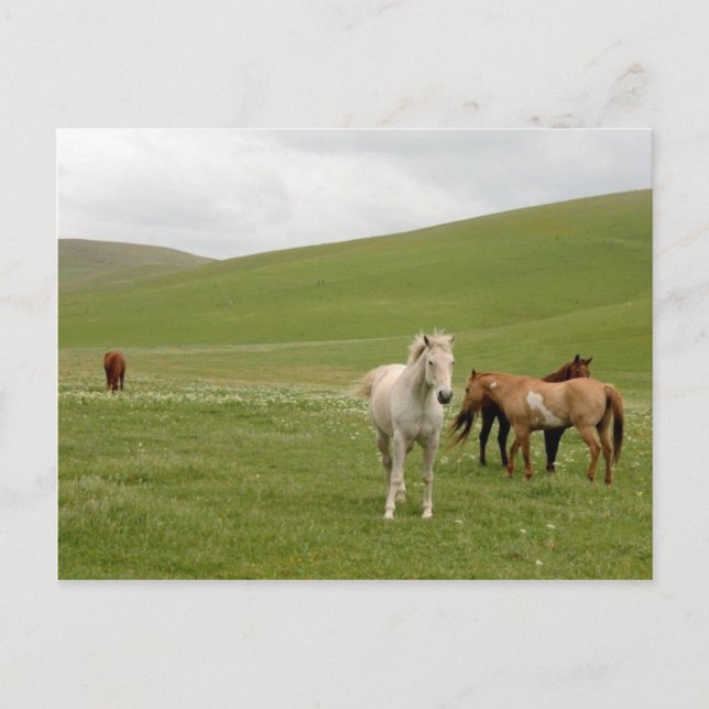 Chevaux en carte postale de pâturage (Devant)