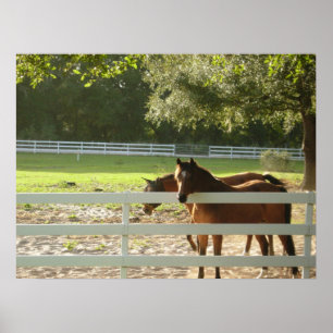 Chevaux en cheval Pâturage photographie poster art