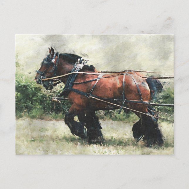 Chevaux en harnais carte postale (Devant)