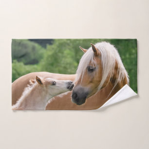 Chevaux mignons poulain de Haflinger et baiser de