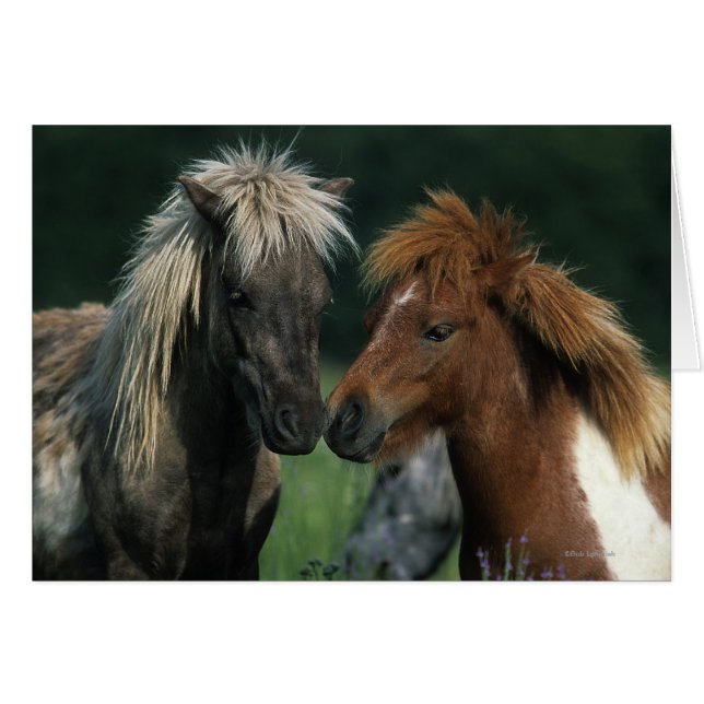 Chevaux miniatures Touchant (Devant horizontal)