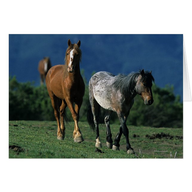 Chevaux Mustang Sauvages (Devant horizontal)