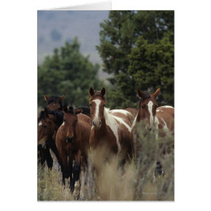Chevaux Mustang Sauvages 2