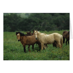 Chevaux Mustang Sauvages 4