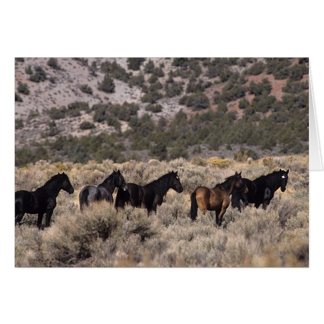 Chevaux Mustang sauvages dans le désert 2 (Devant horizontal)