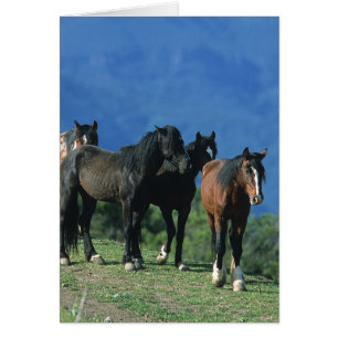 Chevaux Mustang sauvages dans les montagnes