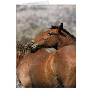 Chevaux Mustang Sauvages Touchant