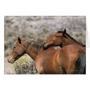 Chevaux Mustang Sauvages Touchant