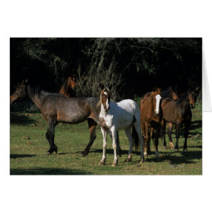 Chevaux sauvages 1 de mustang