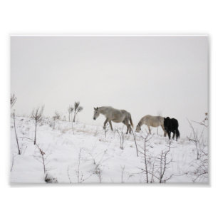 Chevaux Sauvages À Snow Kodak Photo Professionnell