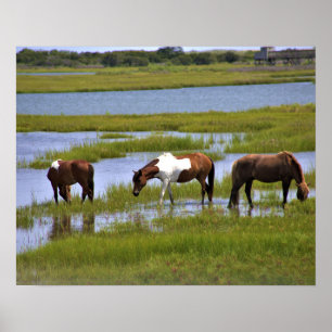 Chevaux sauvages d'Assateague Affiche