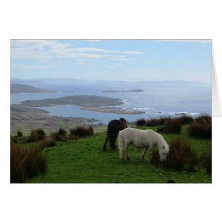 Chevaux sauvages en Irlande