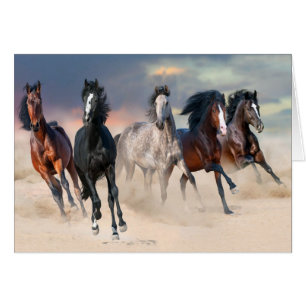 Chevaux sauvages fonctionnant librement