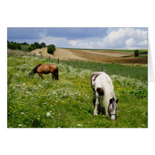 Chevaux Sur Le Terrain