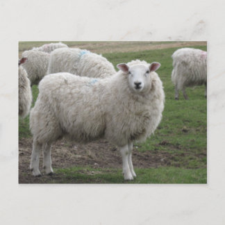 Cheviot Schafe Postkarte