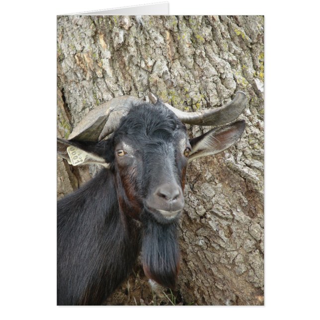 Chèvre alpine Billy (Devant)