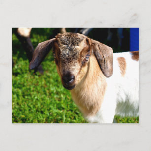 Chèvre de bébé - Carte postale