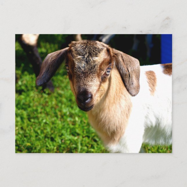 Chèvre de bébé - Carte postale (Devant)