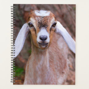 Chèvre de bébé mignonne personnalisée