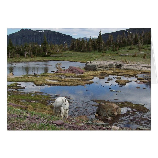Chèvre de montagne (Devant Horizontal)