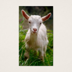Chèvre d'enfant