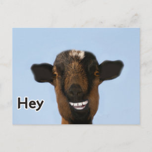 Cadeaux Chevre Drole Zazzle Ch