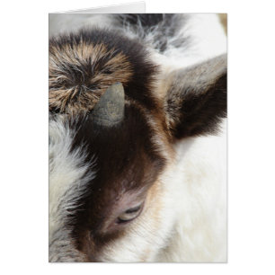 Chèvre mignonne