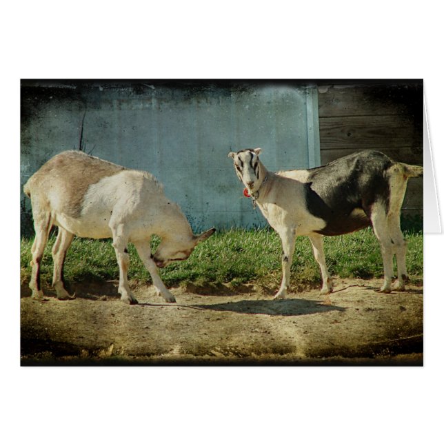 Chèvres laitières (Devant horizontal)