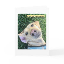 Chew Toys MillieGram