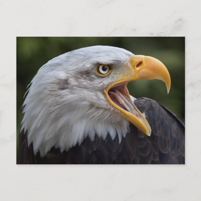 Cheyenne Postcard Postkarte (Vorderseite)