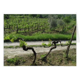 Chianti Weinberg in der Toskana Weinregion Italien