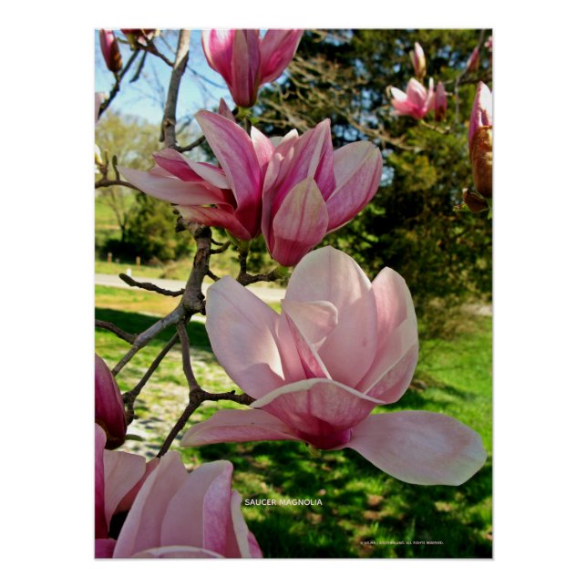 Chic Pink Magnolia Floral Foto Poster Print (Vorderseite)