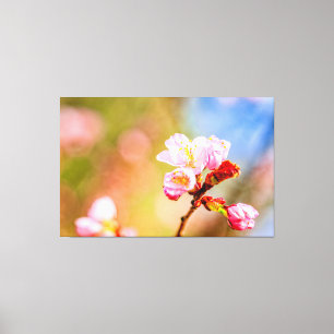 Chic Pink Sakura Blume an einem sonnigen Frühlings Leinwanddruck
