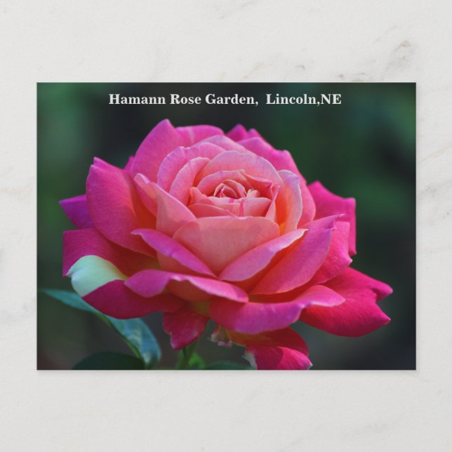 Chicago Peace Rose Postcard HRG 500n 2014 Postkarte (Vorderseite)