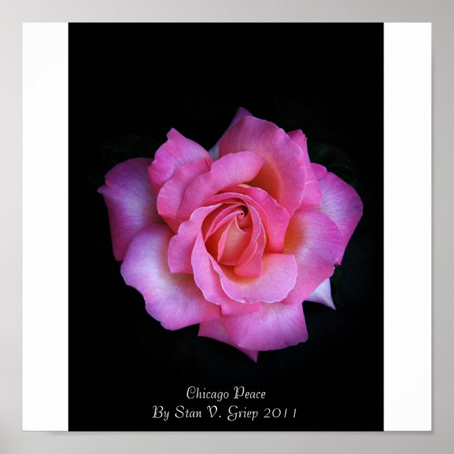 Chicago Peace Rose von Stan The Roseman Poster (Vorne)