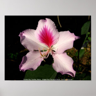 Chichen Itza, Yucatan, Mexiko Poster