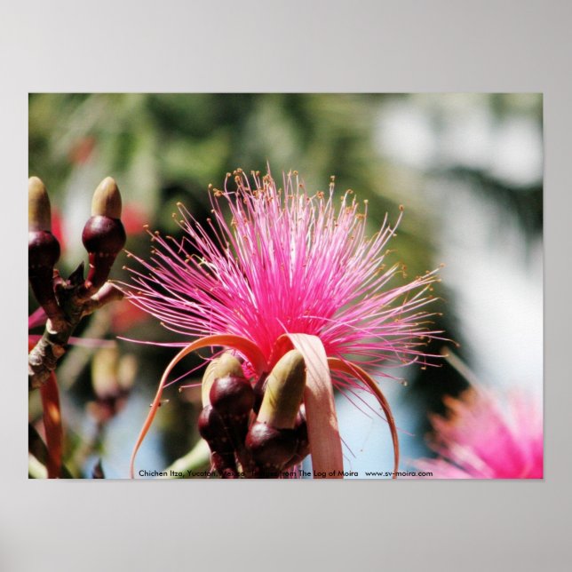 Chichen Itza, Yucatan, Mexiko Poster (Vorne)